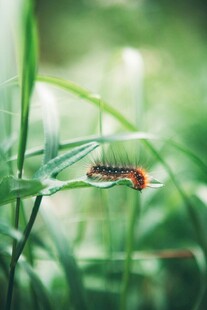 绿叶上的多彩毛毛虫