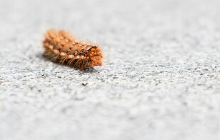 地面上的棕色毛毛虫