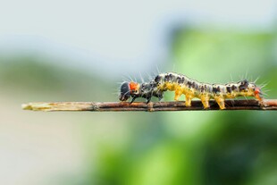 多彩毛毛虫栖息于枝上