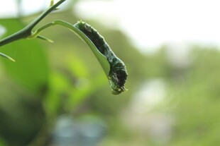 悬挂在枝上的绿色毛毛虫