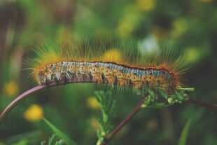 多彩毛毛虫栖息绿叶间