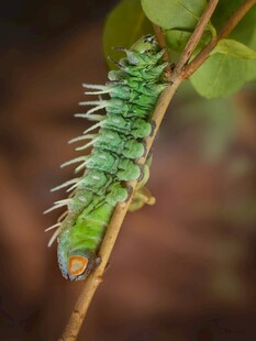 绿色带刺毛毛虫攀附枝头