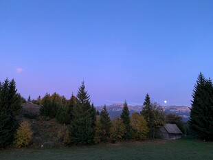 黄昏下的树林美景