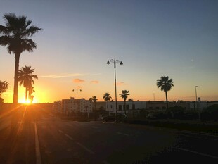 夕阳下的棕榈树道路景观