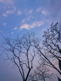 黄昏下的枯树与天空