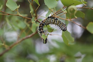 树枝上的斑斓毛毛虫
