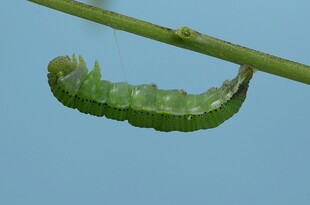 绿色毛毛虫挂在树枝上