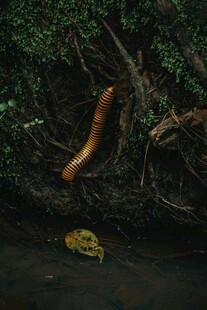 毛毛虫