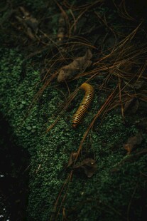 绿叶上的黄色蠕虫