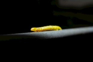 黄色毛毛虫栖息于叶片上