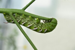 绿色毛毛虫挂在植物茎上