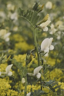 花间毛毛虫
