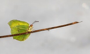 绿叶昆虫栖息细枝上