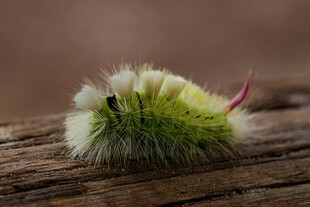 毛茸茸绿毛虫趴在木头上