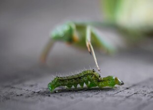 绿色毛毛虫被细丝悬挂
