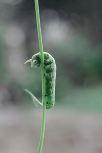 绿色毛毛虫攀附在绿茎上
