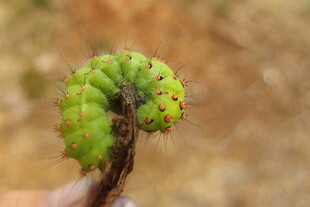 绿色毛毛虫特写
