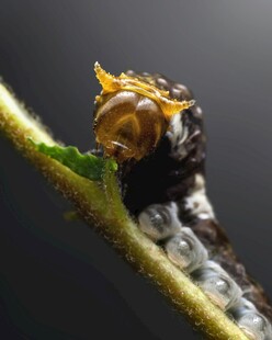 微距下的毛毛虫