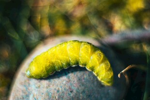 黄色毛毛虫趴在石头上
