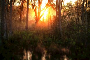 夕阳下的森林湿地美景