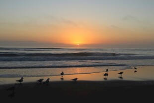 夕阳下海滩上的群鸟