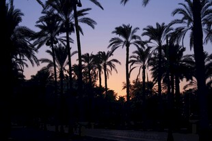 夕阳下的棕榈树剪影