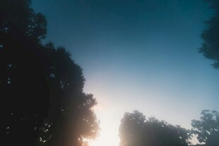 日出时分的树林美景