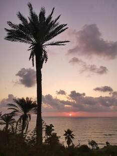 海边日落时的高大棕榈树