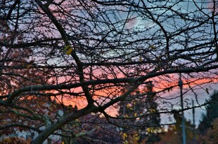 夕阳下的树枝美景