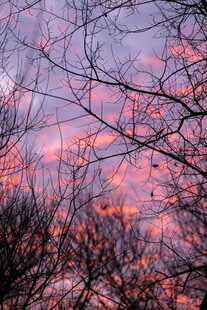 夕阳下的树枝剪影美景