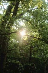 阳光穿透树林的静谧美景