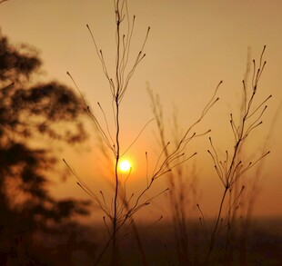 夕阳下的野草剪影