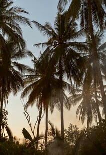 夕阳下的椰林美景