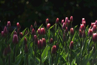绽放的紫郁金香花丛