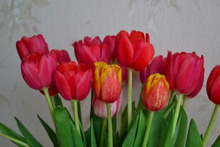 鲜艳郁金香花束绽放
