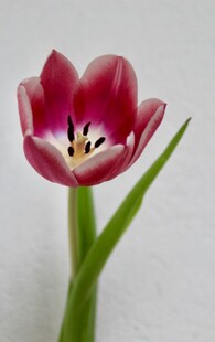 娇艳红郁金香特写