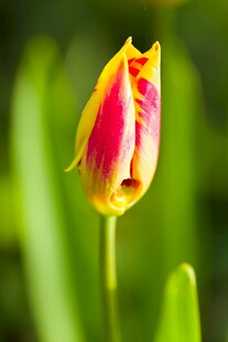 双色郁金香特写
