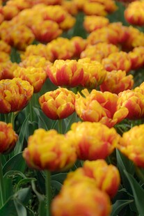 绚烂橙黄郁金香花海