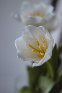 白色郁金香特写
