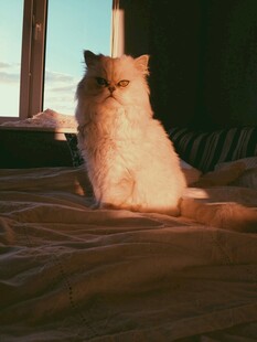 阳光下的猫咪