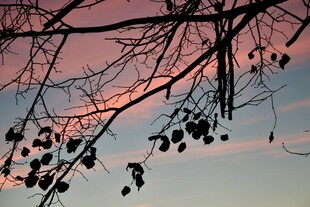 夕阳下的树枝剪影