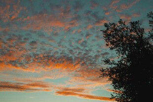 夕阳下的树影与绚烂云彩