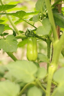 青嫩番茄挂于翠绿植株间
