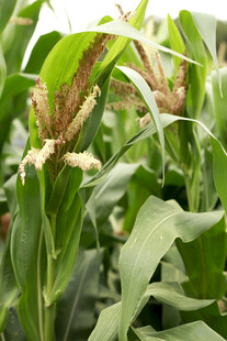 田间生长的茂盛玉米植株