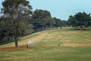 绿意盎然的公园草坪
