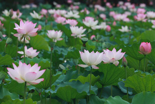 夏日荷花盛开美景