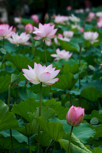 夏日盛开的一片美丽荷花