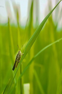 稻田中停歇的蝗虫
