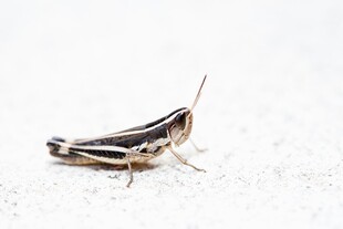 条纹蝗虫特写