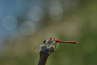 红蜻蜓栖息枝头